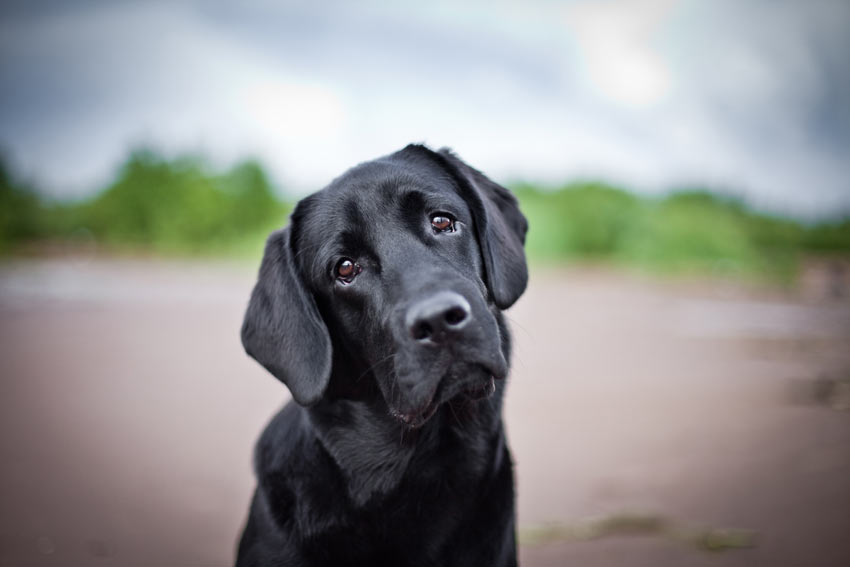 Only dogs should tilt their heads at you